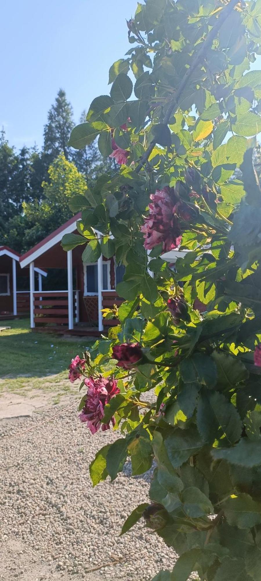 Na Zaciszu Vila Dziwnówek Exterior foto